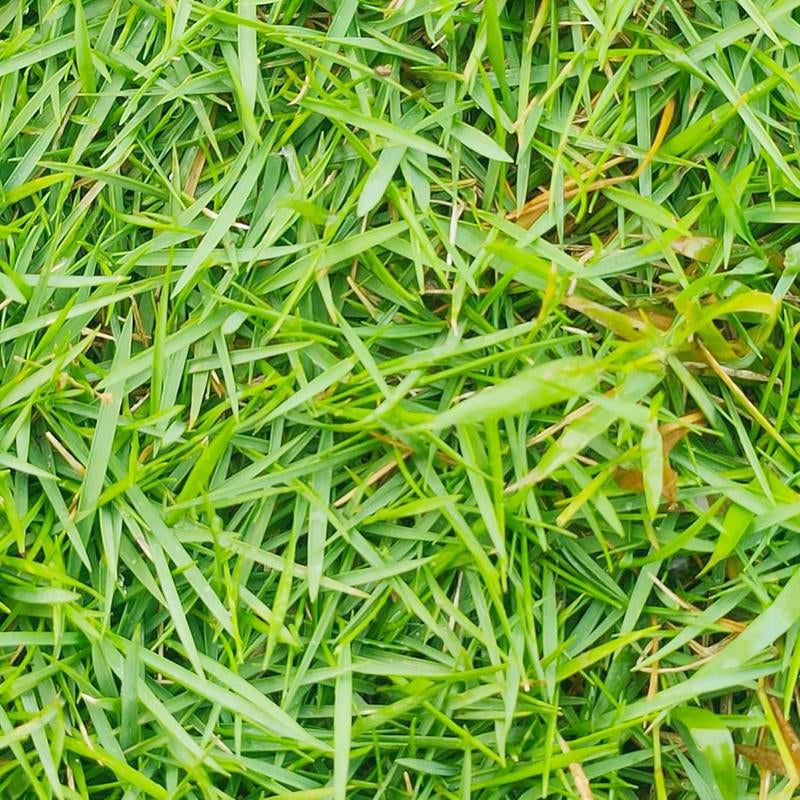 Zoysia Grass Warm-Season Grass Dense, Carpet-Like Growth, Fine Texture, and Overall Durability for Lawns, Golf Courses, and Other Landscape Applications 1/8 Lb Grass Seeds