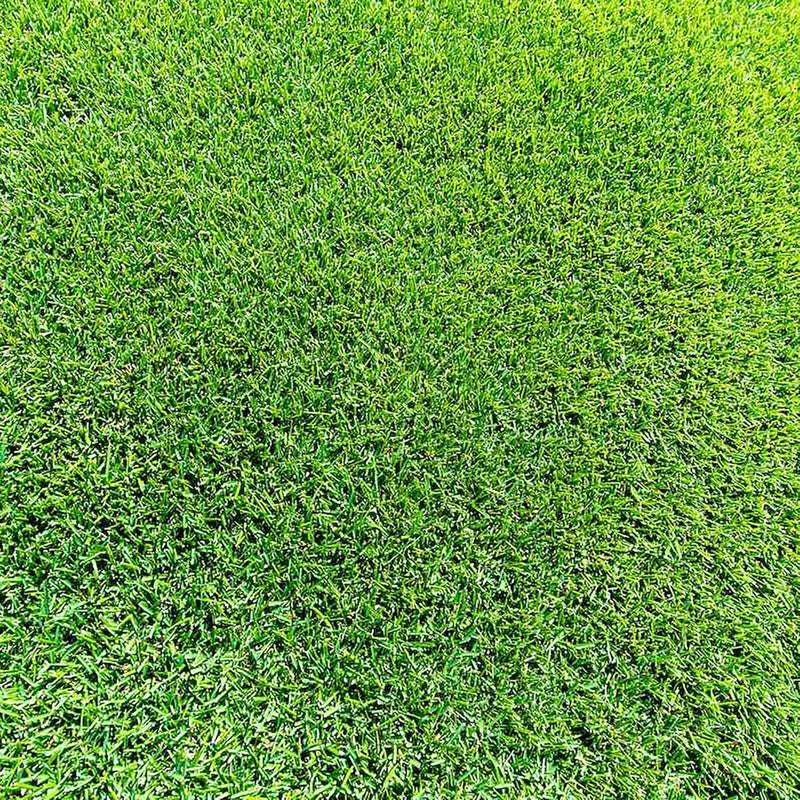 Zoysia Grass Warm-Season Grass Dense, Carpet-Like Growth, Fine Texture, and Overall Durability for Lawns, Golf Courses, and Other Landscape Applications 1/8 Lb Grass Seeds