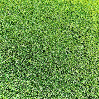 Zoysia Grass Warm-Season Grass Dense, Carpet-Like Growth, Fine Texture, and Overall Durability for Lawns, Golf Courses, and Other Landscape Applications 1/8 Lb Grass Seeds