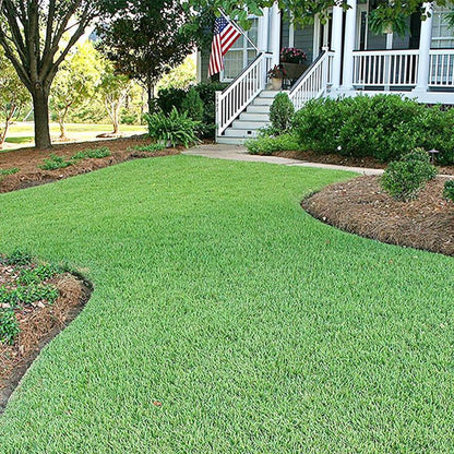 Zoysia Grass Warm-Season Grass Dense, Carpet-Like Growth, Fine Texture, and Overall Durability for Lawns, Golf Courses, and Other Landscape Applications 1/8 Lb Grass Seeds