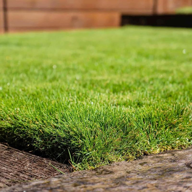 Zoysia Grass Warm-Season Grass Dense, Carpet-Like Growth, Fine Texture, and Overall Durability for Lawns, Golf Courses, and Other Landscape Applications 1/8 Lb Grass Seeds