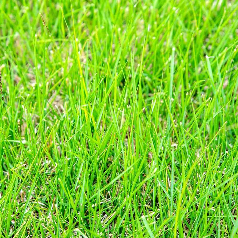 Zoysia Grass Warm-Season Grass Dense, Carpet-Like Growth, Fine Texture, and Overall Durability for Lawns, Golf Courses, and Other Landscape Applications 1/8 Lb Grass Seeds