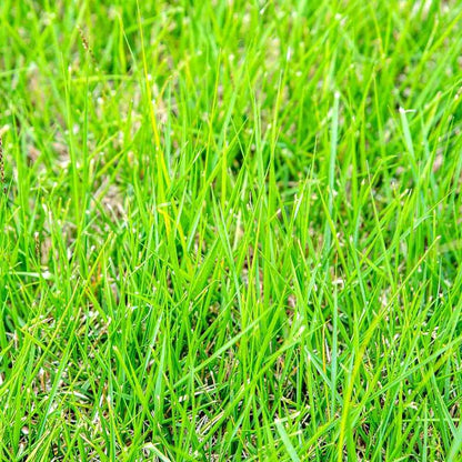 Zoysia Grass Warm-Season Grass Dense, Carpet-Like Growth, Fine Texture, and Overall Durability for Lawns, Golf Courses, and Other Landscape Applications 1/8 Lb Grass Seeds