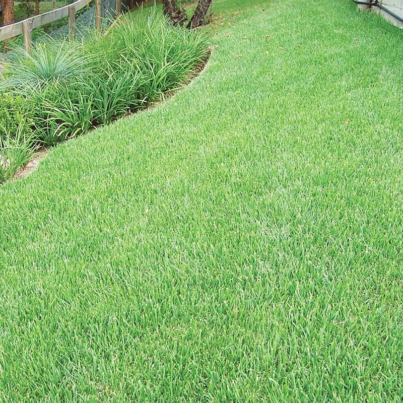 Zoysia Grass Warm-Season Grass Dense, Carpet-Like Growth, Fine Texture, and Overall Durability for Lawns, Golf Courses, and Other Landscape Applications 1/8 Lb Grass Seeds
